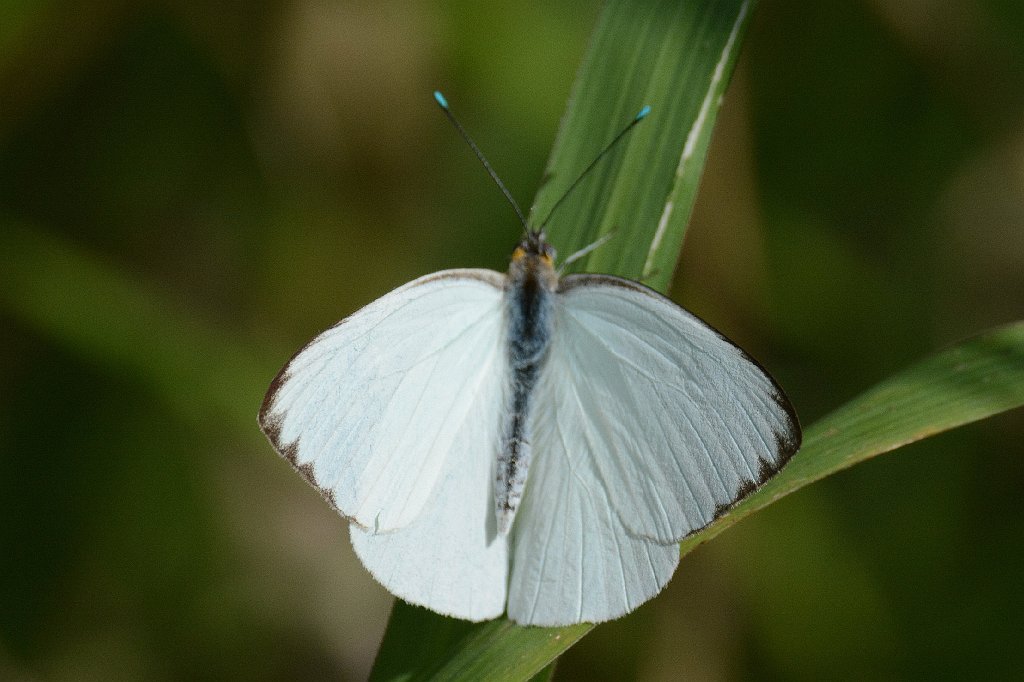 076 2015-01150582 Everglades NP, FL.JPG - Great Southern White (Ascia monuste). Butterfly. Everglades National Park, FL, 1-15-2015